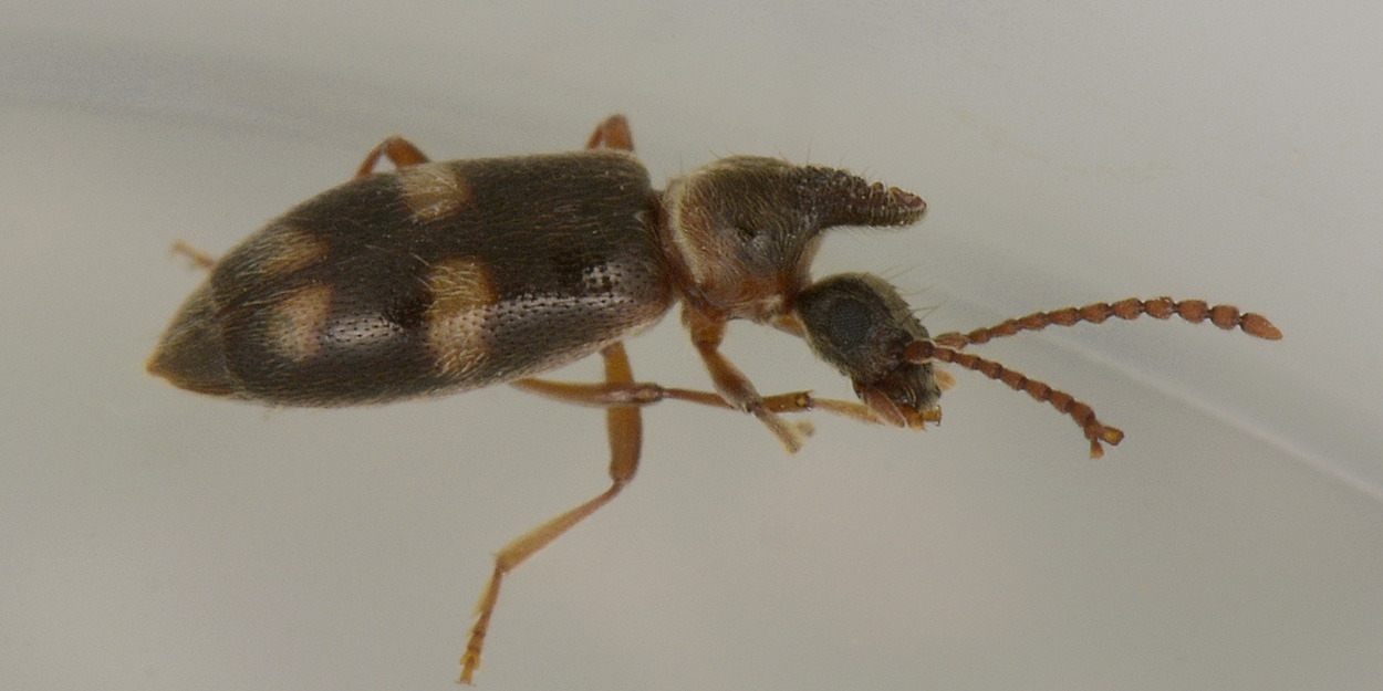 Anthicidae 2: Notoxus miles italicus